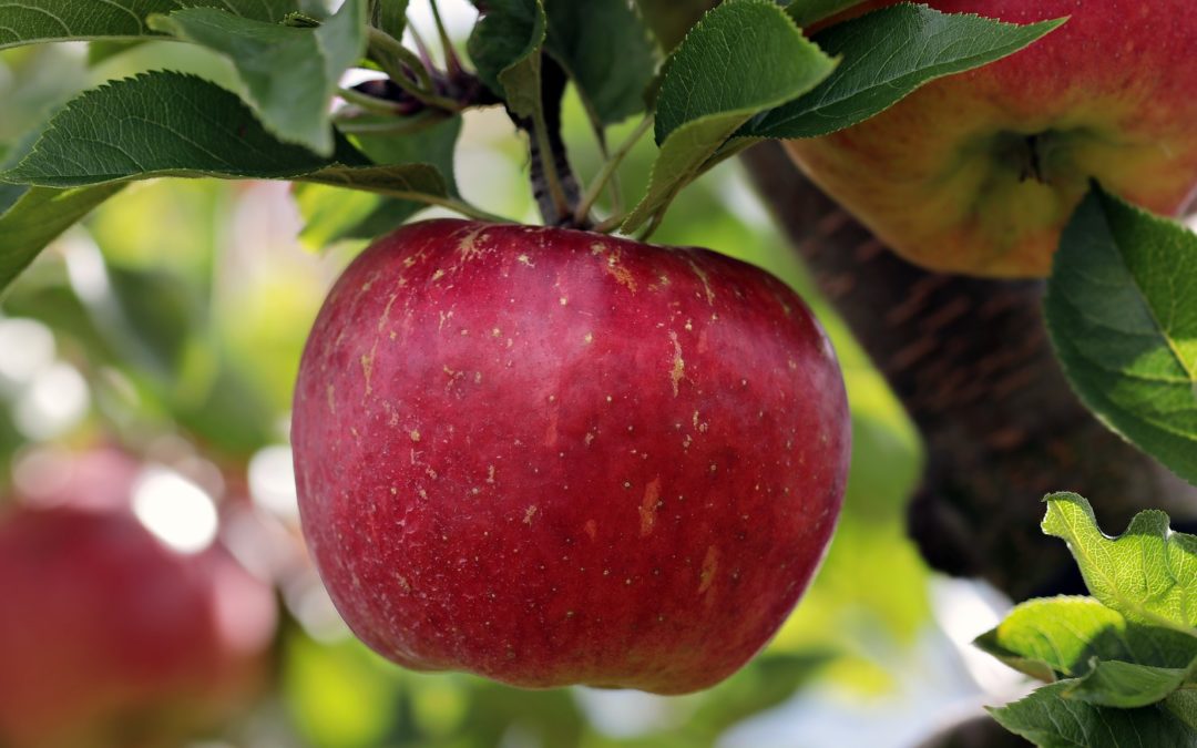 L’agriculture biologique un label qui offre qualité au consommateur ?