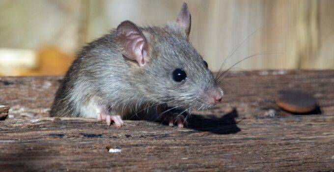 souris